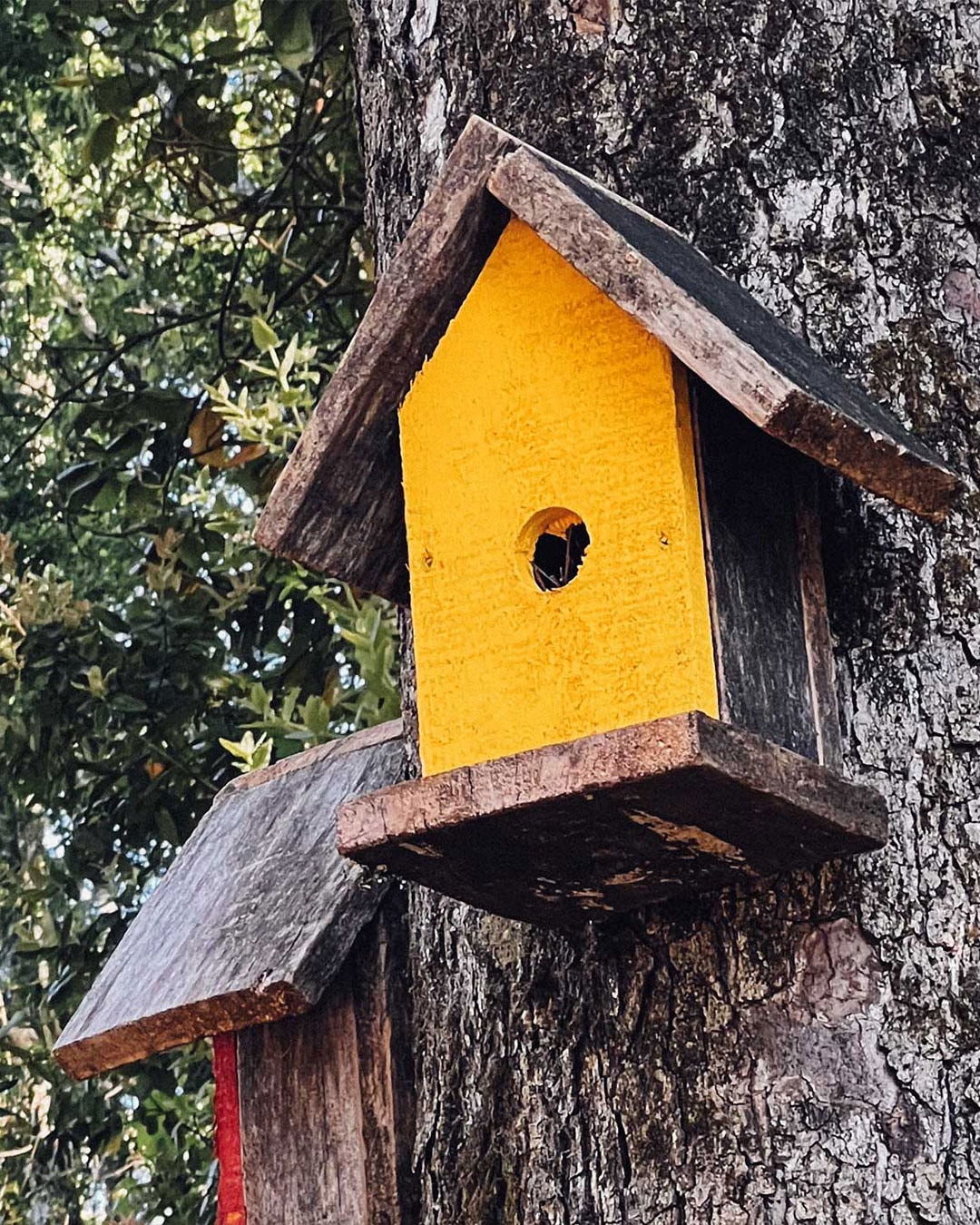 Parcelas Vogelhaus - Conecta con la naturaleza sin renunciar a la comodidad - Vista 4