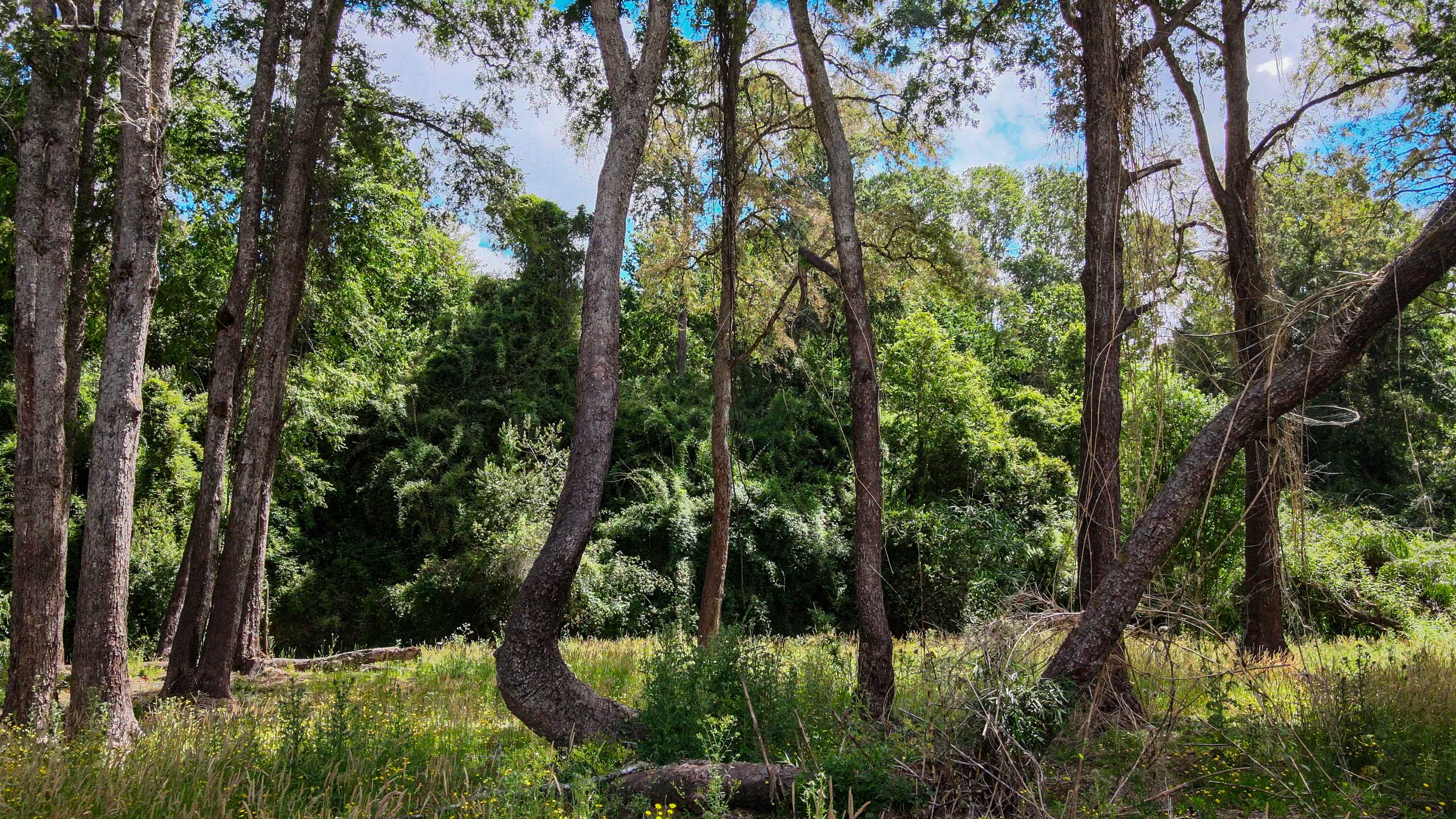 Parcelas Chaignal - Naturaleza y Alta Plusvalía en Los Ríos - Vista 8