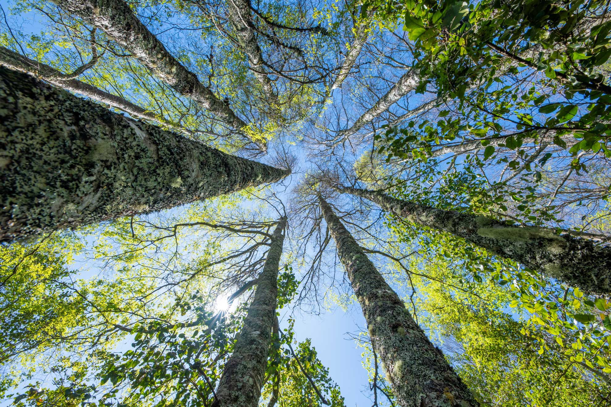 Bosques de Quilentue - Un Refugio Natural en Molco - Vista 3