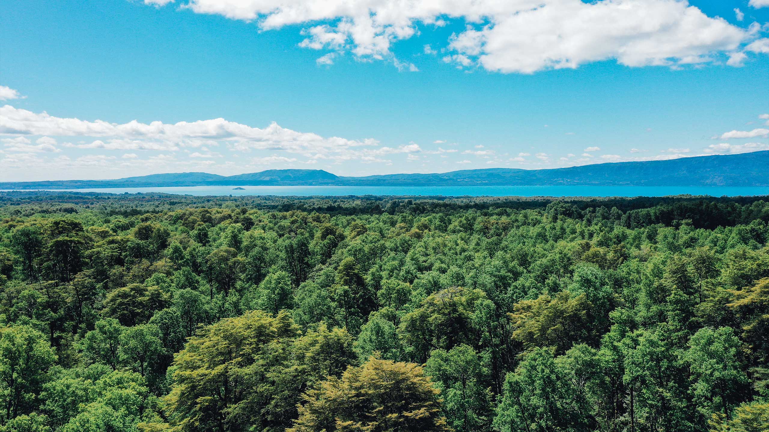 Bosques de Quilentue - Un Refugio Natural en Molco - Vista 8