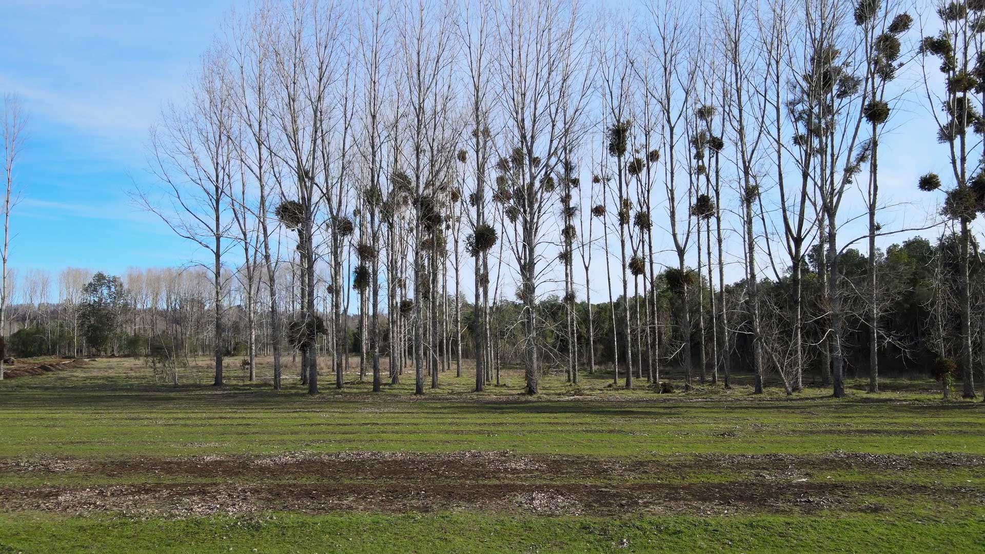 Parcelas Los Tordos - Tu Vida en la Naturaleza - Vista 6