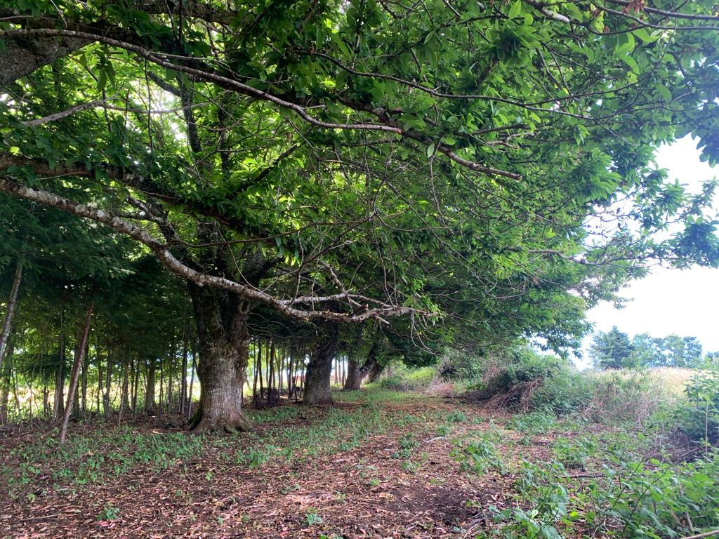 Parcela en venta – Sector Crucero, Purranque - Vista 4