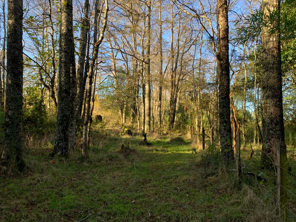 Parcela en venta – Sector Crucero, Purranque - Vista 6