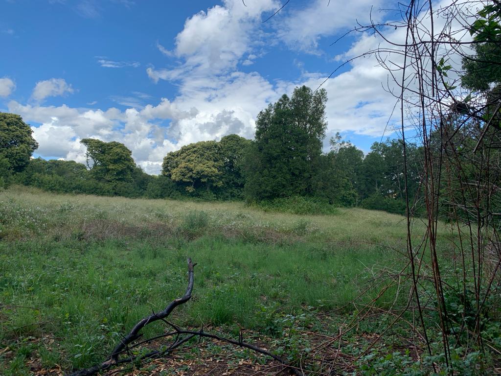 Parcela en venta – Sector Crucero, Purranque - Vista 9